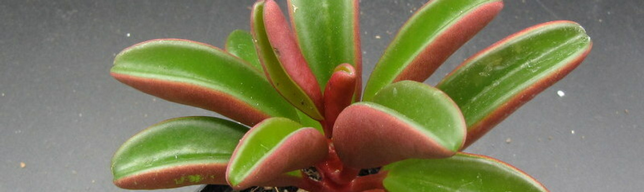 Pepperomia Pepperomia